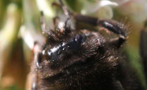 Bombus soroeensis soroeensis